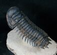 Large Crotalocephalina Trilobite - Flying Prep #16332-5